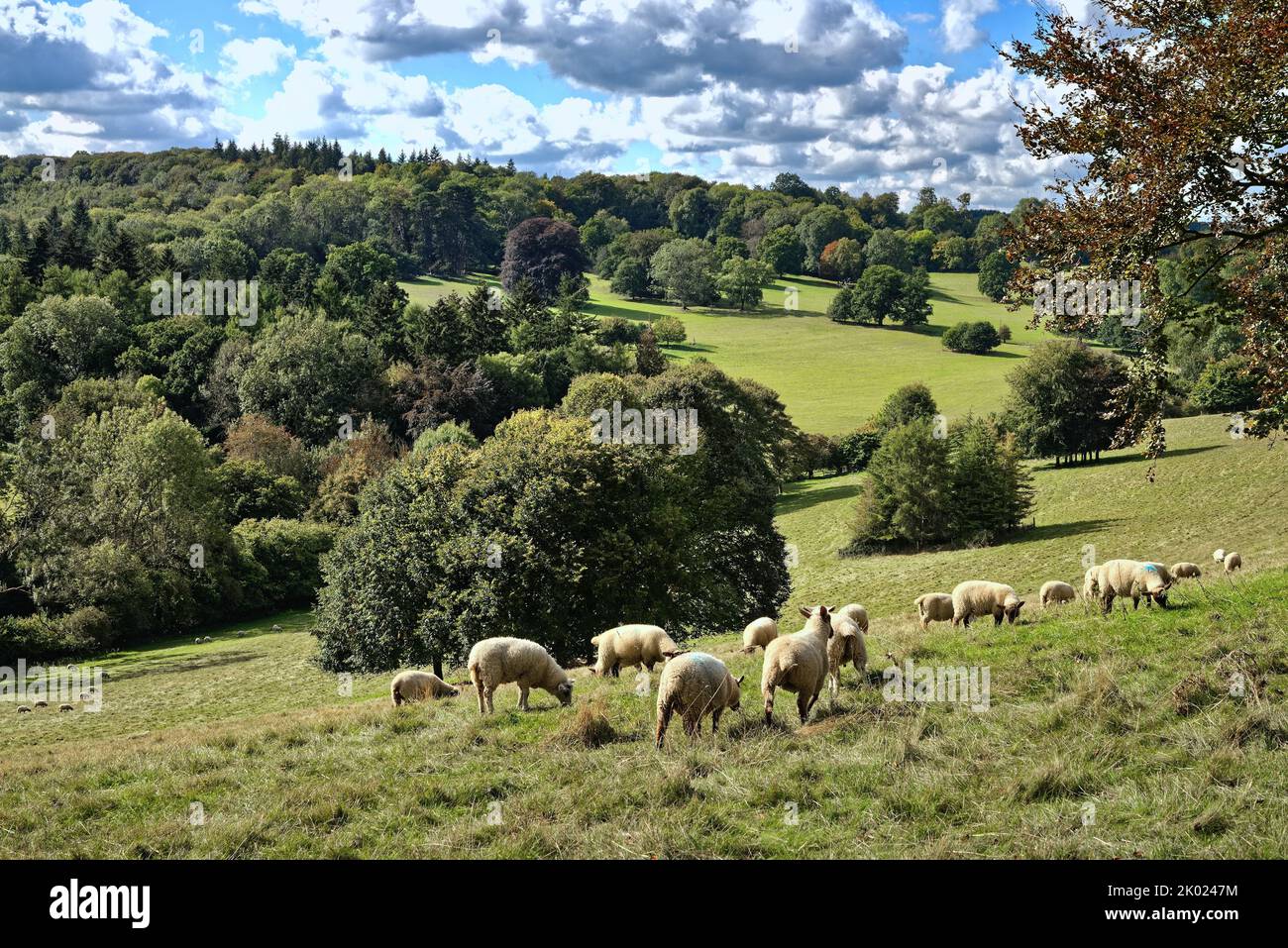 Moutons paître dans la campagne à Ranmore Common à la fin d'un jour d'été dans le Surrey Hills Angleterre Royaume-Uni Banque D'Images