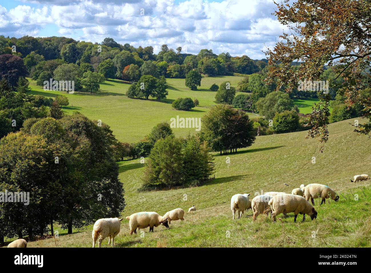 Moutons paître dans la campagne à Ranmore Common à la fin d'un jour d'été dans le Surrey Hills Angleterre Royaume-Uni Banque D'Images
