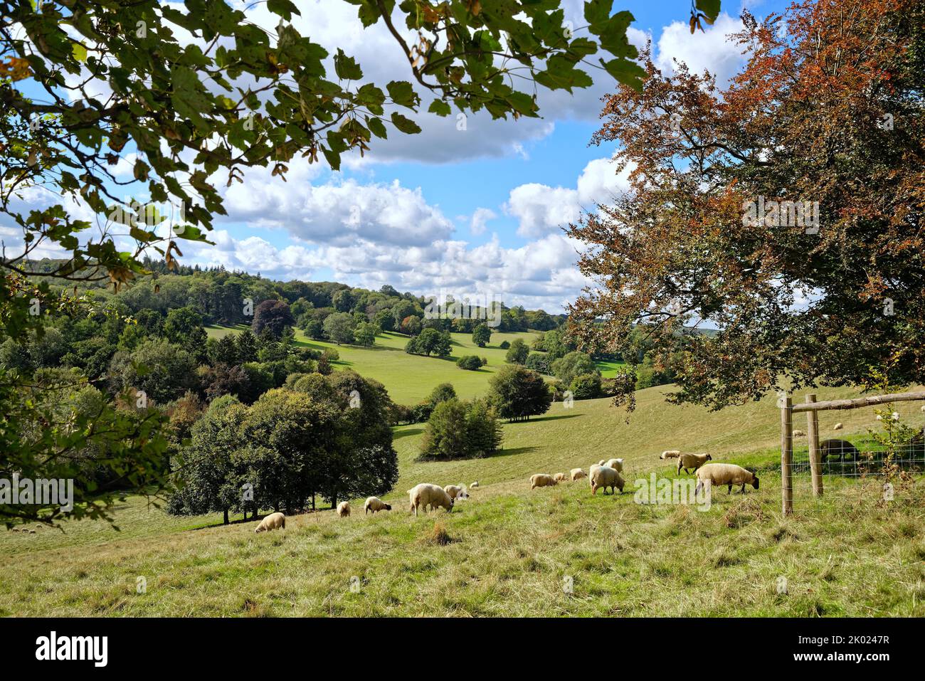 Moutons paître dans la campagne à Ranmore Common à la fin d'un jour d'été dans le Surrey Hills Angleterre Royaume-Uni Banque D'Images