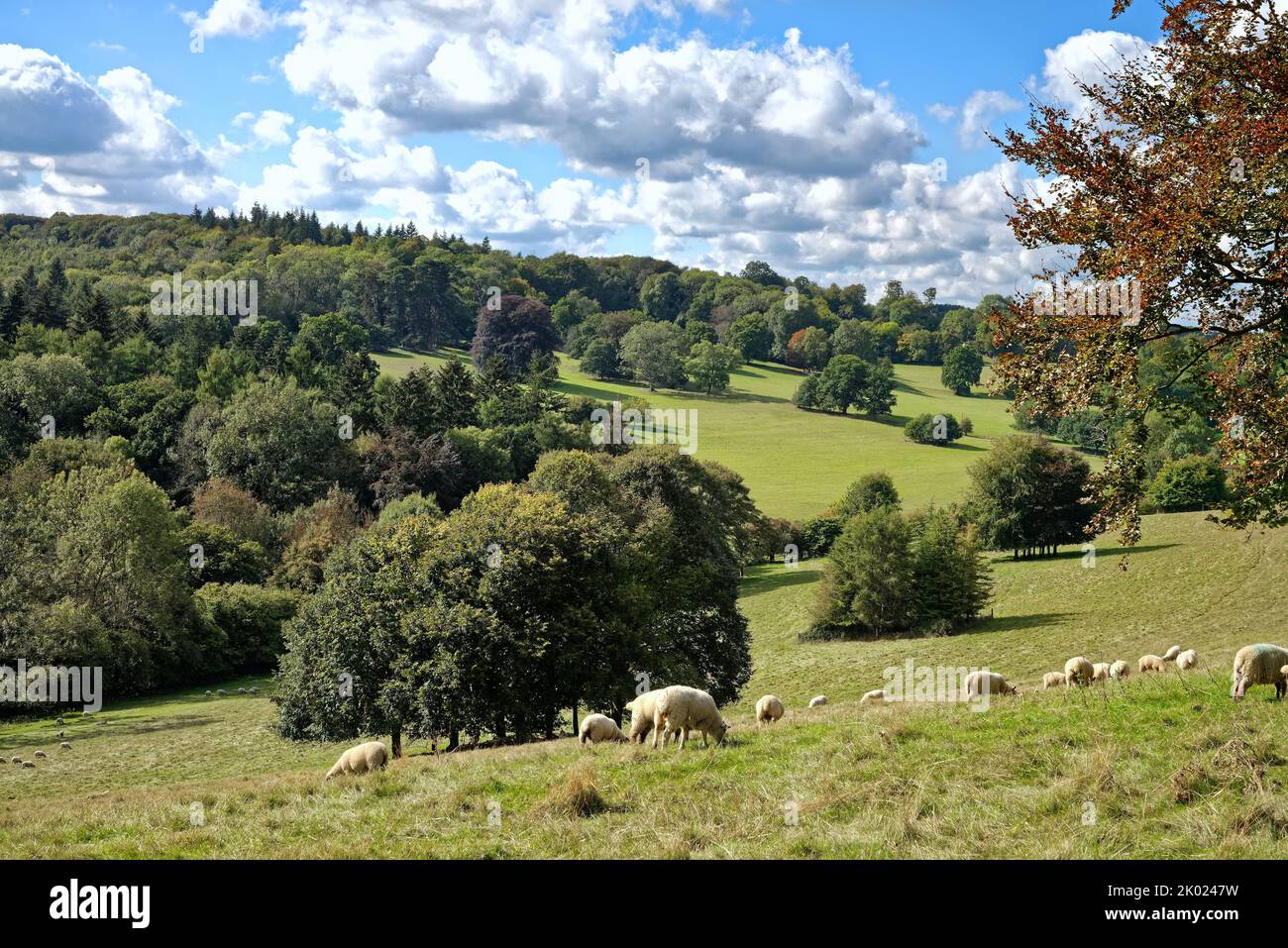 Moutons paître dans la campagne à Ranmore Common à la fin d'un jour d'été dans le Surrey Hills Angleterre Royaume-Uni Banque D'Images