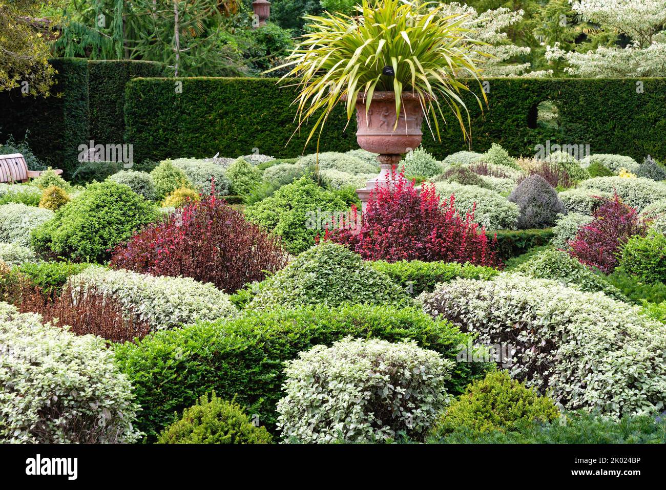 Arbustes à feuilles persistantes mélangés dans le jardin clos de Parterre aux jardins RHS de Wisley Surrey, Angleterre, Royaume-Uni Banque D'Images