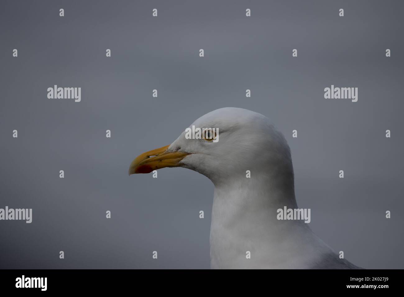 Un mouette en Norvège, Banque D'Images