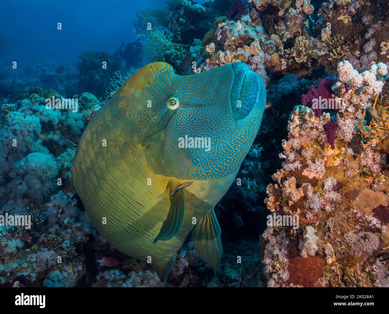 Un grand wrasse Napoléon (Cheilinus undulatus) poisson nageant au-dessus du récif avec une bosse sur son front et une coloration jaune or et vert Banque D'Images