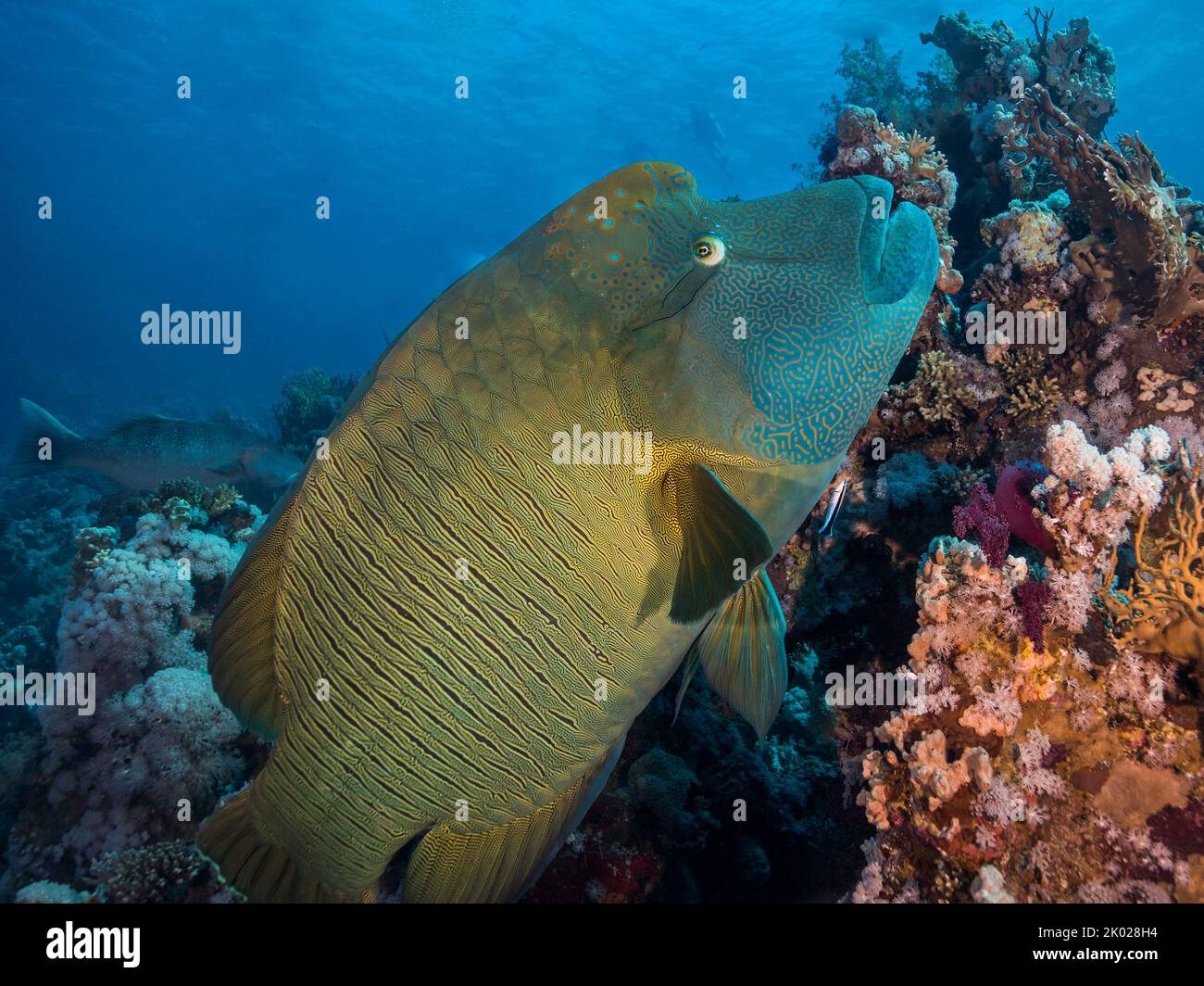 Un grand wrasse Napoléon (Cheilinus undulatus) poisson nageant au-dessus du récif avec une bosse sur son front et une coloration jaune or et vert Banque D'Images