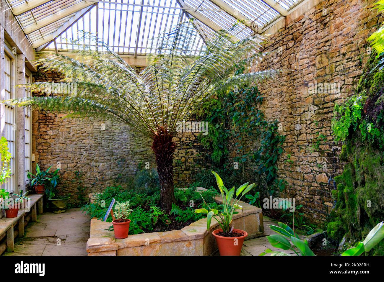 Une grande fougère (Dicksonia antartica) à l'intérieur de l'orangerie de Montacute House, Somerset, Angleterre, Royaume-Uni Banque D'Images