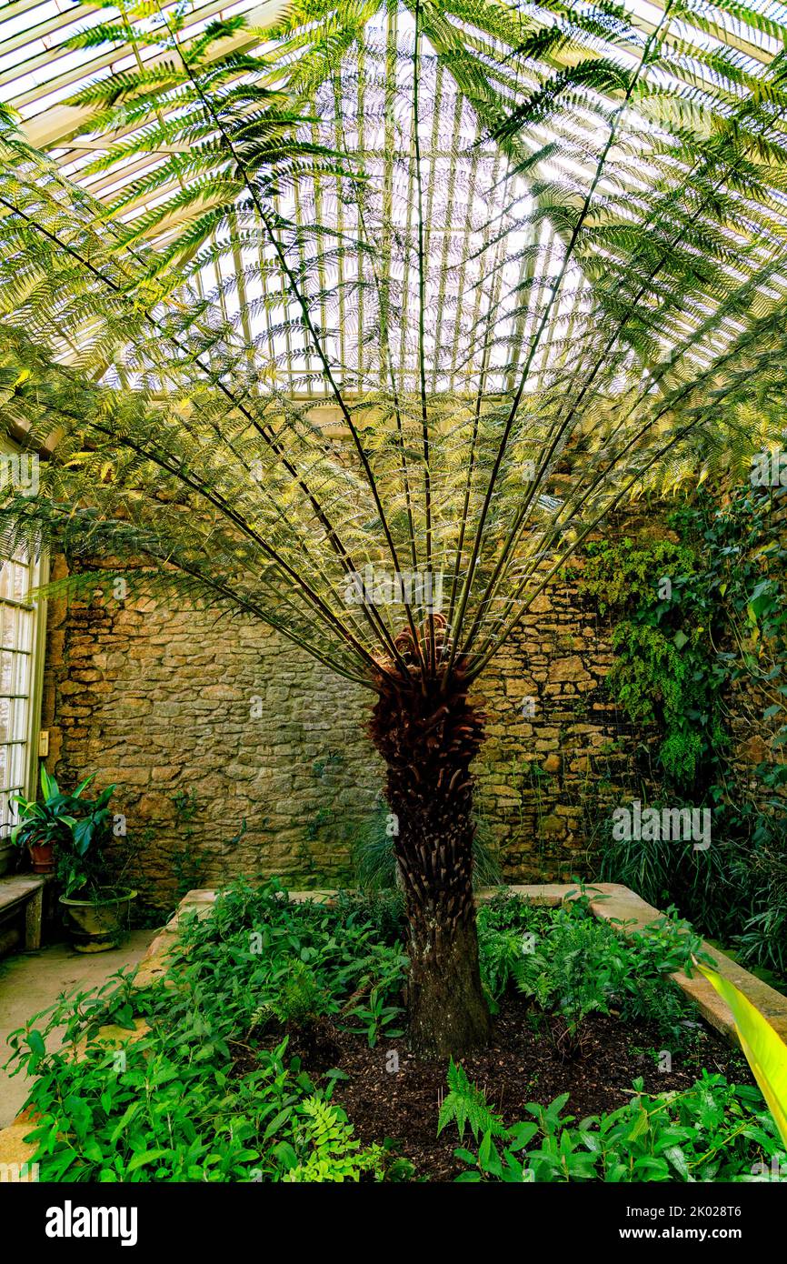 Une grande fougère (Dicksonia antartica) à l'intérieur de l'orangerie de Montacute House, Somerset, Angleterre, Royaume-Uni Banque D'Images