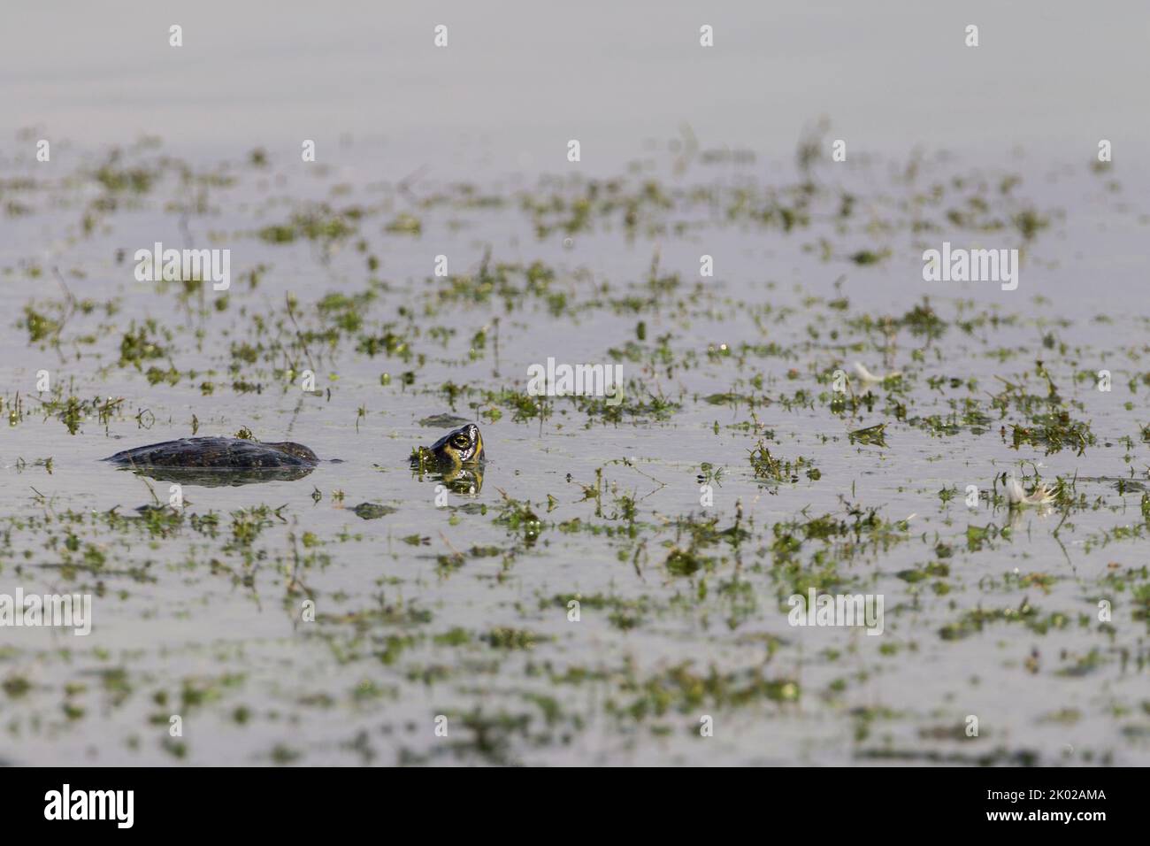 Terrapin dans les animaux sauvages abandonnés libérés dans les lacs et les étangs au royaume-uni. Les reptiles sauvages dans les coquilles (chéloniens) ont un impact énorme sur la faune résidente Banque D'Images