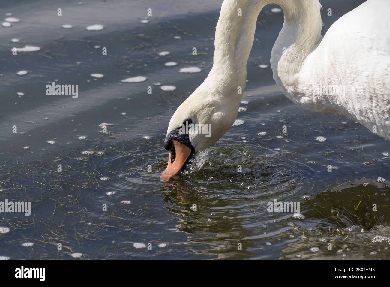 Mute Swan (cygnus olor) vu sifler de l'eau de près, grand oiseau d'eau blanc orange rouge facture noire base avec petit oiseau femelle bouton. Banque D'Images