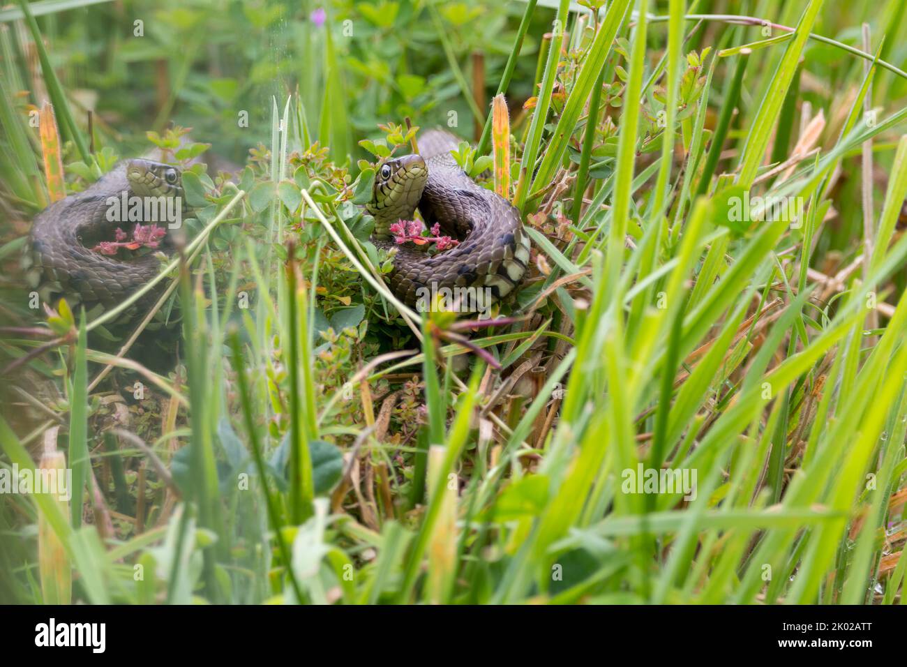 Serpent à herbe (natrix natrix) long corps verdâtre avec des marques sombres le long des flancs un col jaune et des pupilles rondes non venimeux résident britannique Banque D'Images