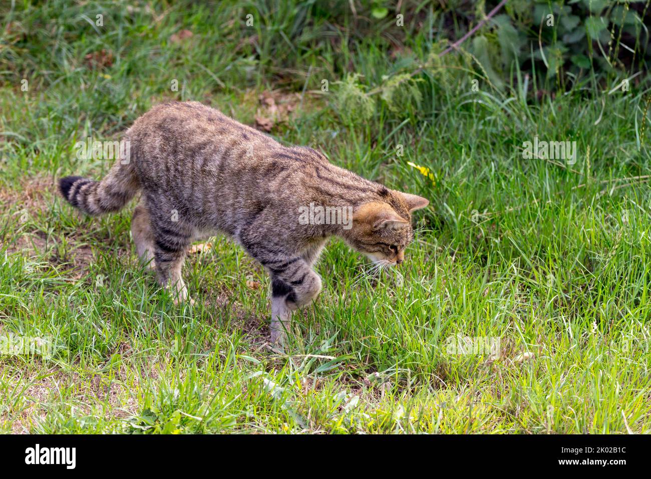 Programme d'élevage en captivité de chats sauvages écossais (Felis silvestris). Grand tabby sauvage chat bushy queue émoussée anneaux noirs et pointe rayures foncées sur la fourrure Banque D'Images