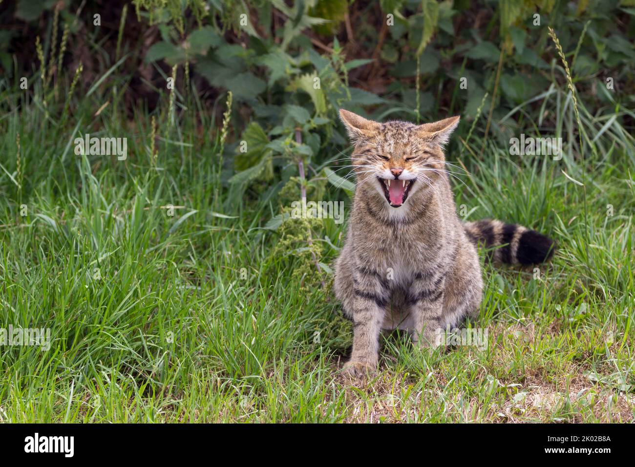 Programme d'élevage en captivité de chats sauvages écossais (Felis silvestris). Grand tabby sauvage chat bushy queue émoussée anneaux noirs et pointe rayures foncées sur la fourrure Banque D'Images