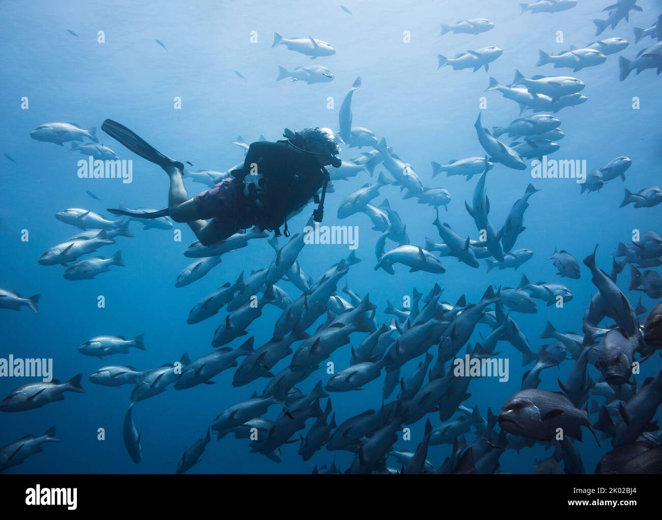 Un plongeur nageant avec une école de poissons de Snapper les observe tranquillement Banque D'Images