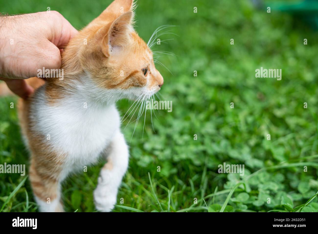 Câliner un petit chat au gingembre à la main Banque D'Images