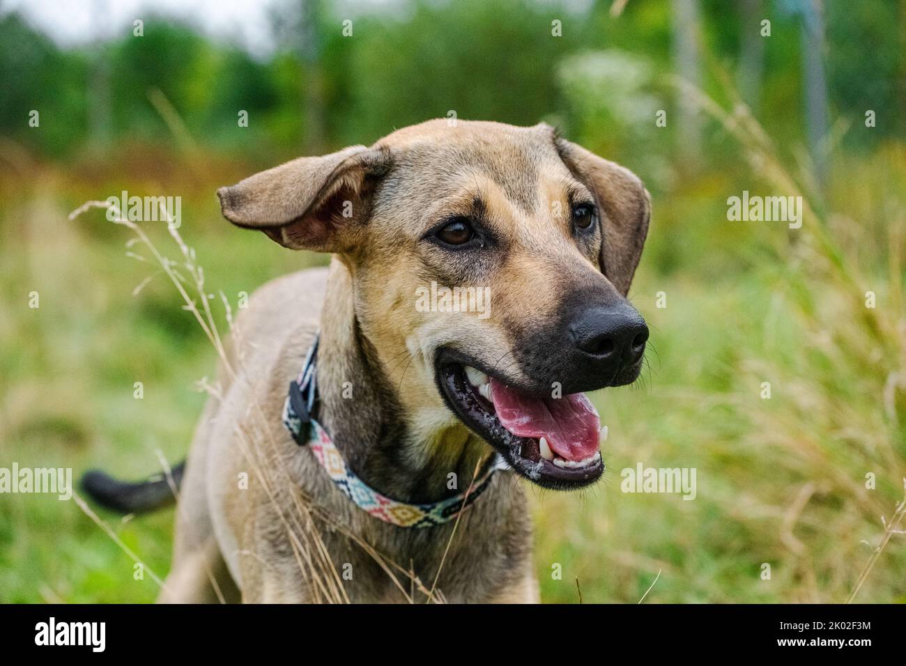 Violet et Cooper ont été en faveur de l'adoption chez Animatch Dog adoption Services. Banque D'Images