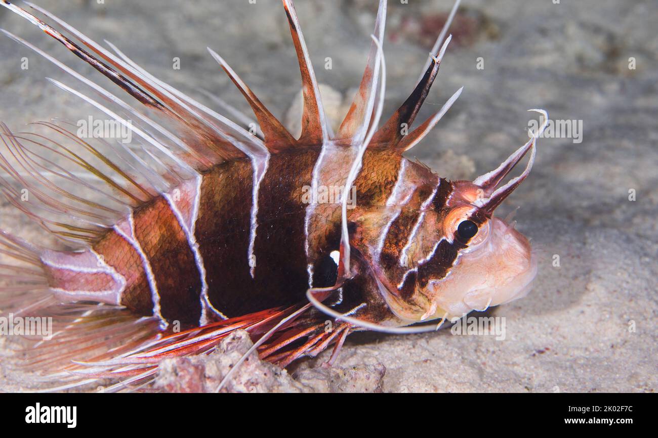 Gros plan d'un lionfish Clearfin (Pterois radiata) sur le fond sablonneux Banque D'Images