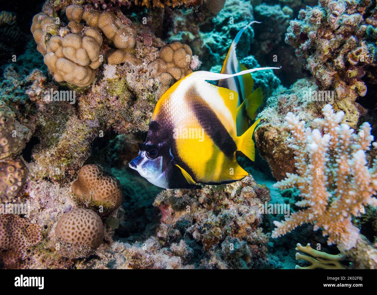 Gros plan d'un lannerfish de la mer Rouge (Heniochus intermedius) sur le récif avec un corps jaune et deux bandes noires Banque D'Images
