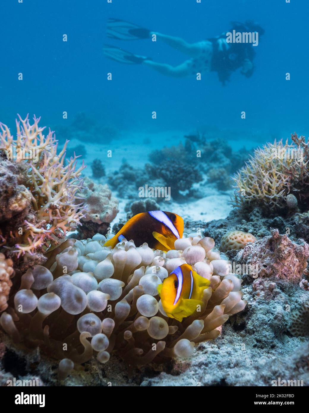 Gros plan de deux anemoncorégones de la mer Rouge (Amphiprion bicinctus) se cachant dans leur grande anémone Bubble sur le récif avec un plongeur en arrière-plan Banque D'Images