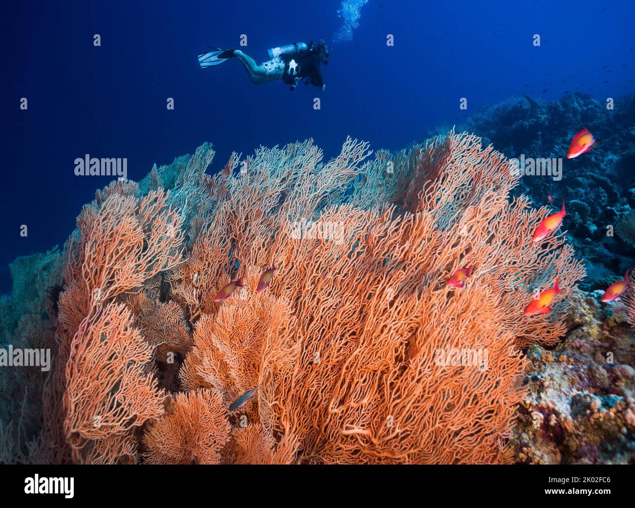 Ventilateurs de mer géants (Anella mollis) avec quelques poissons d'anthia et un plongeur de plongée en arrière-plan Banque D'Images