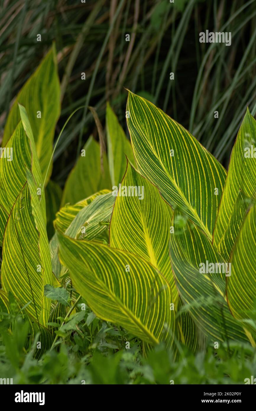 Gros plan vertical de feuilles de cana vertes dans le parc Qinglonghu, province du Sichuan, Chine Banque D'Images