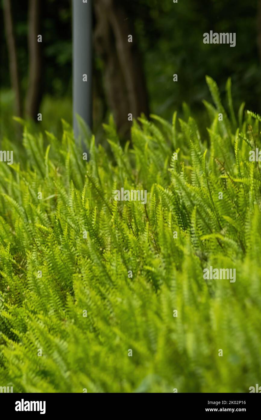 Un gros plan vertical de buissons de plantes vertes dans le parc Qinglong Hu, dans la province du Sichuan, en Chine Banque D'Images