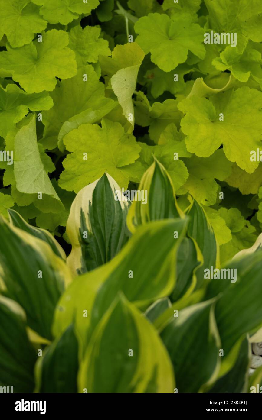 Gros plan vertical de feuilles de palans verts dans le parc Qinglonghu, province du Sichuan, Chine Banque D'Images