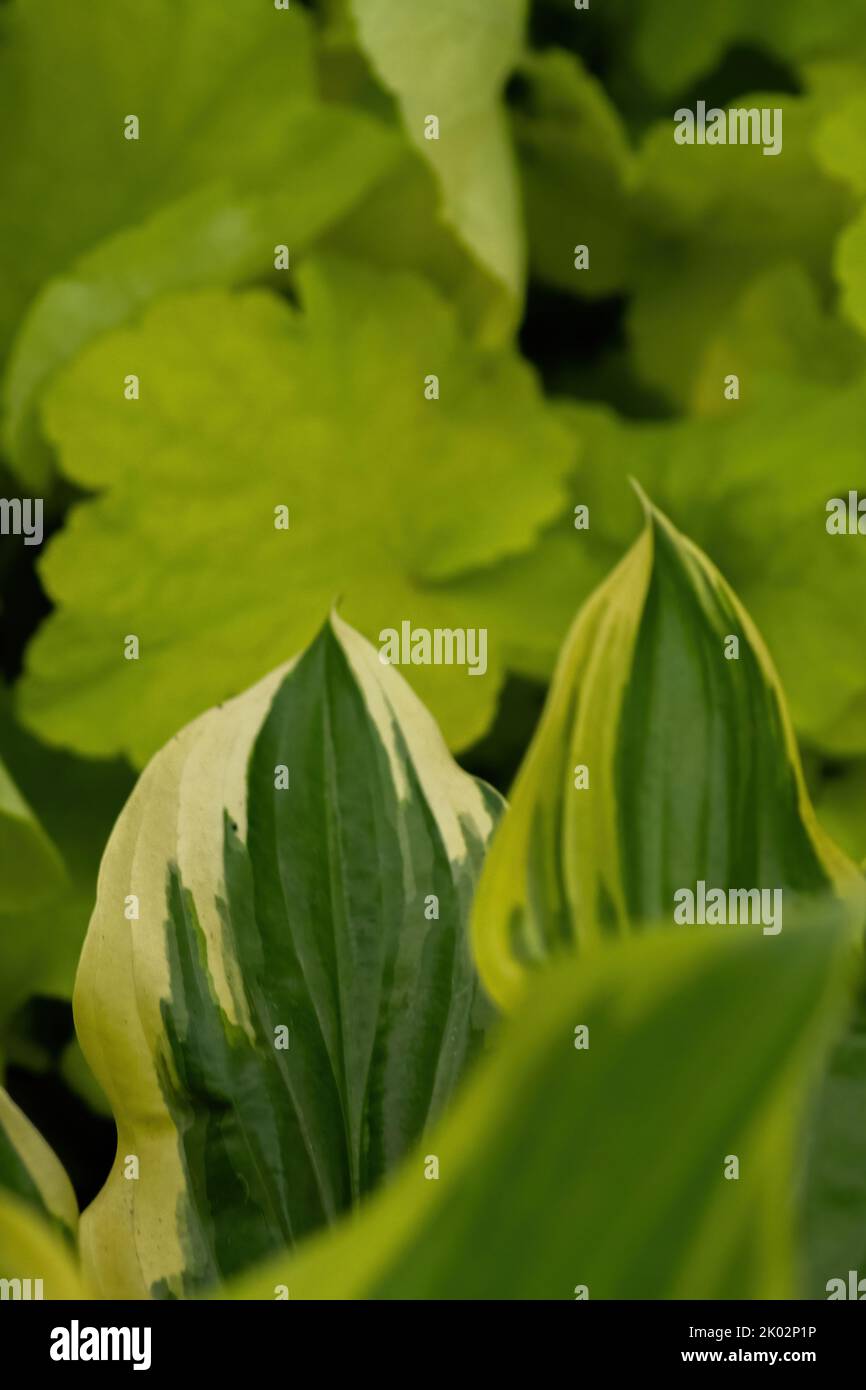 Gros plan vertical de feuilles de palans verts dans le parc Qinglonghu, province du Sichuan, Chine Banque D'Images