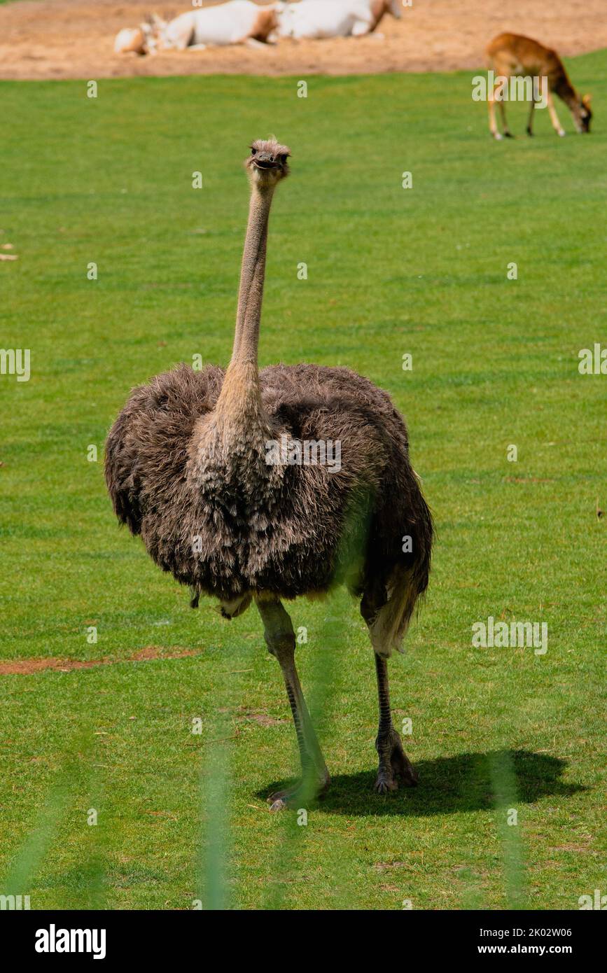 Photo verticale d'un autruche sud-africain marchant sur la pelouse verte du zoo. Banque D'Images