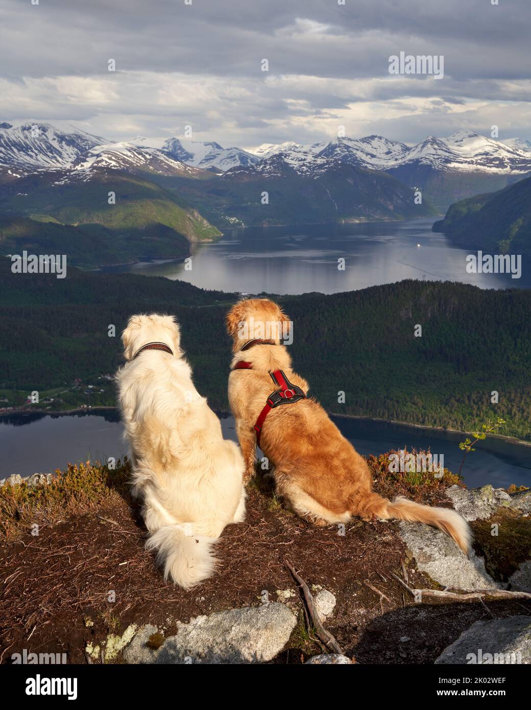 Photo verticale de deux chiens Golden Retriever assis au sommet d'une montagne, en regardant les merveilleux paysages de Norvège Banque D'Images