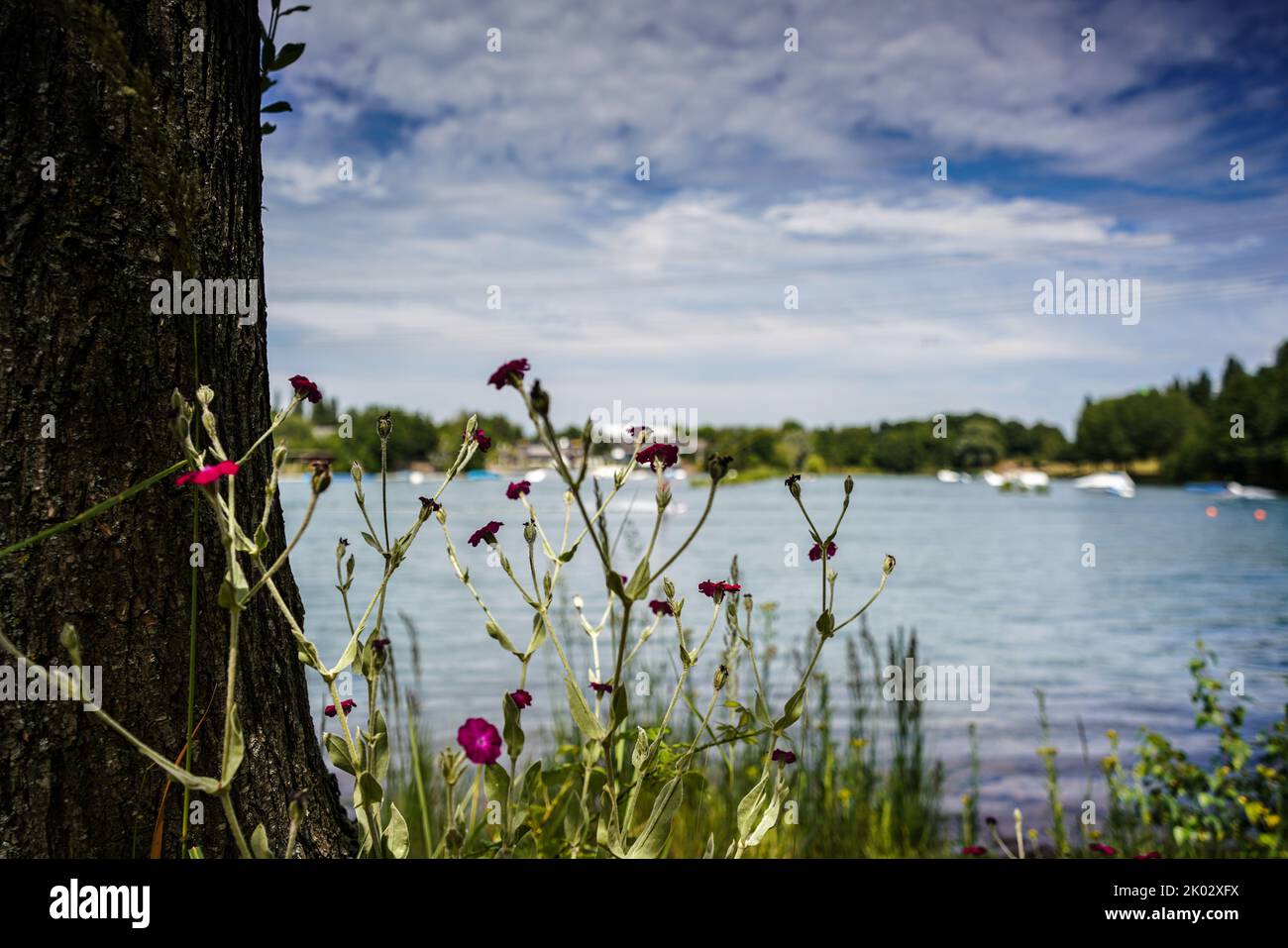 La belle rose campion fleurit au bord du lac sous un ciel bleu nuageux Banque D'Images