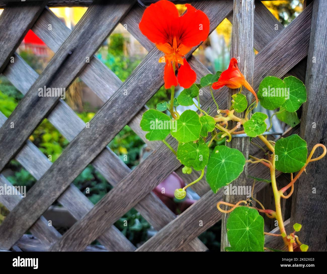 Un gros plan de Tropaeolum majus, nasturtium sur la clôture en bois. Banque D'Images