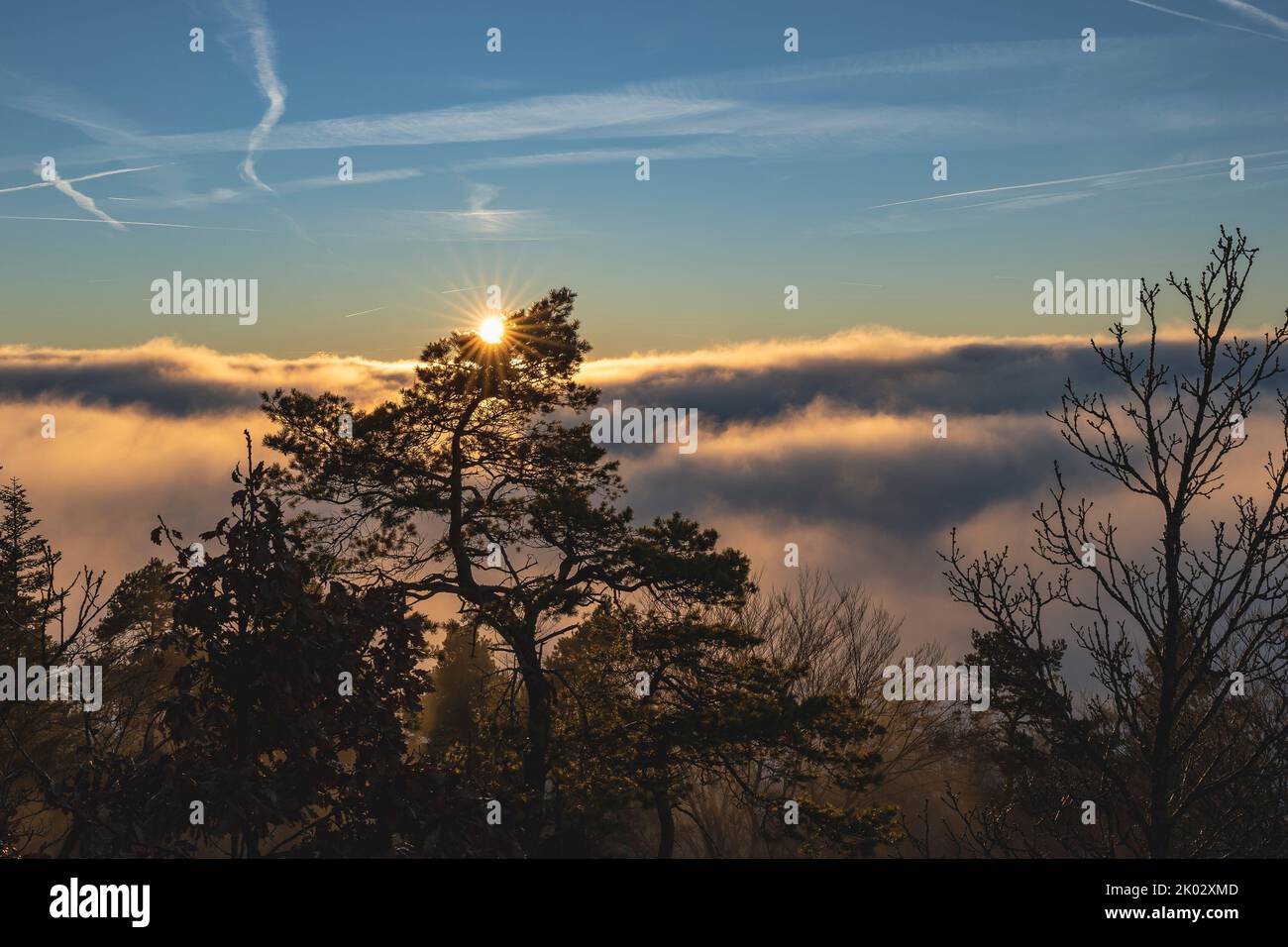 Coucher de soleil dans le brouillard, forêt, Alb souabe, Bade-Wurtemberg, Allemagne Banque D'Images