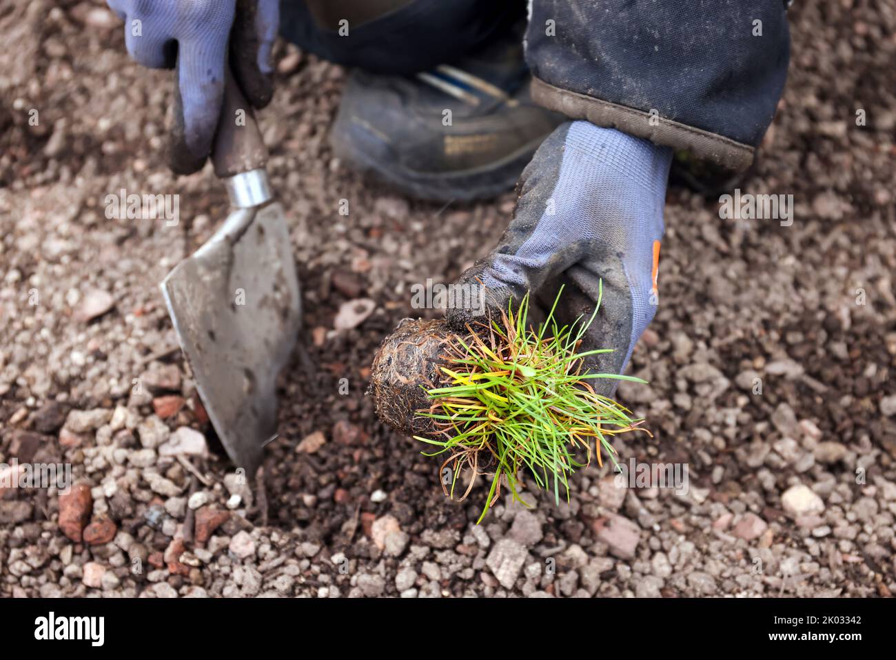Mülheim an der Ruhr, Rhénanie-du-Nord-Westphalie, Allemagne, toit plat avec toit vert. Plantation de jardiniers. Banque D'Images