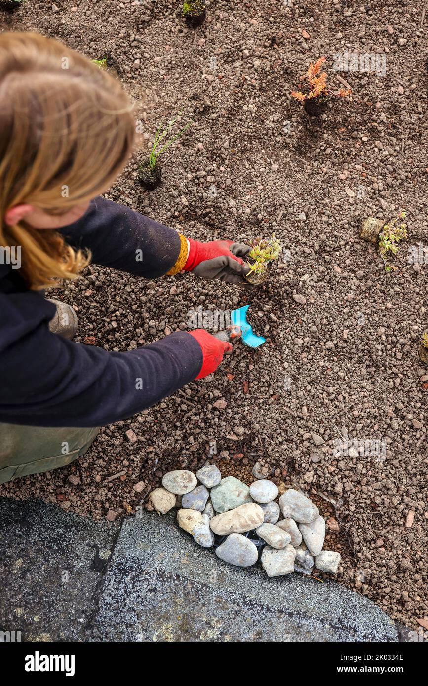 Mülheim an der Ruhr, Rhénanie-du-Nord-Westphalie, Allemagne, toit plat avec toit vert. Jardinier plantant des plantes de sédum. Banque D'Images