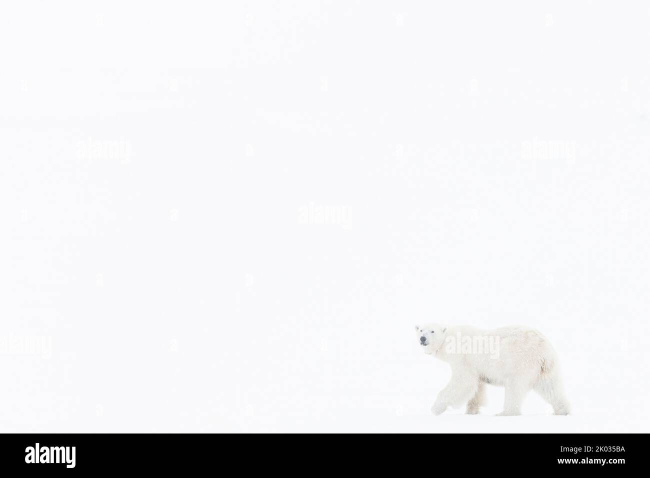 Un ours polaire sur le Spitsbergen. Banque D'Images