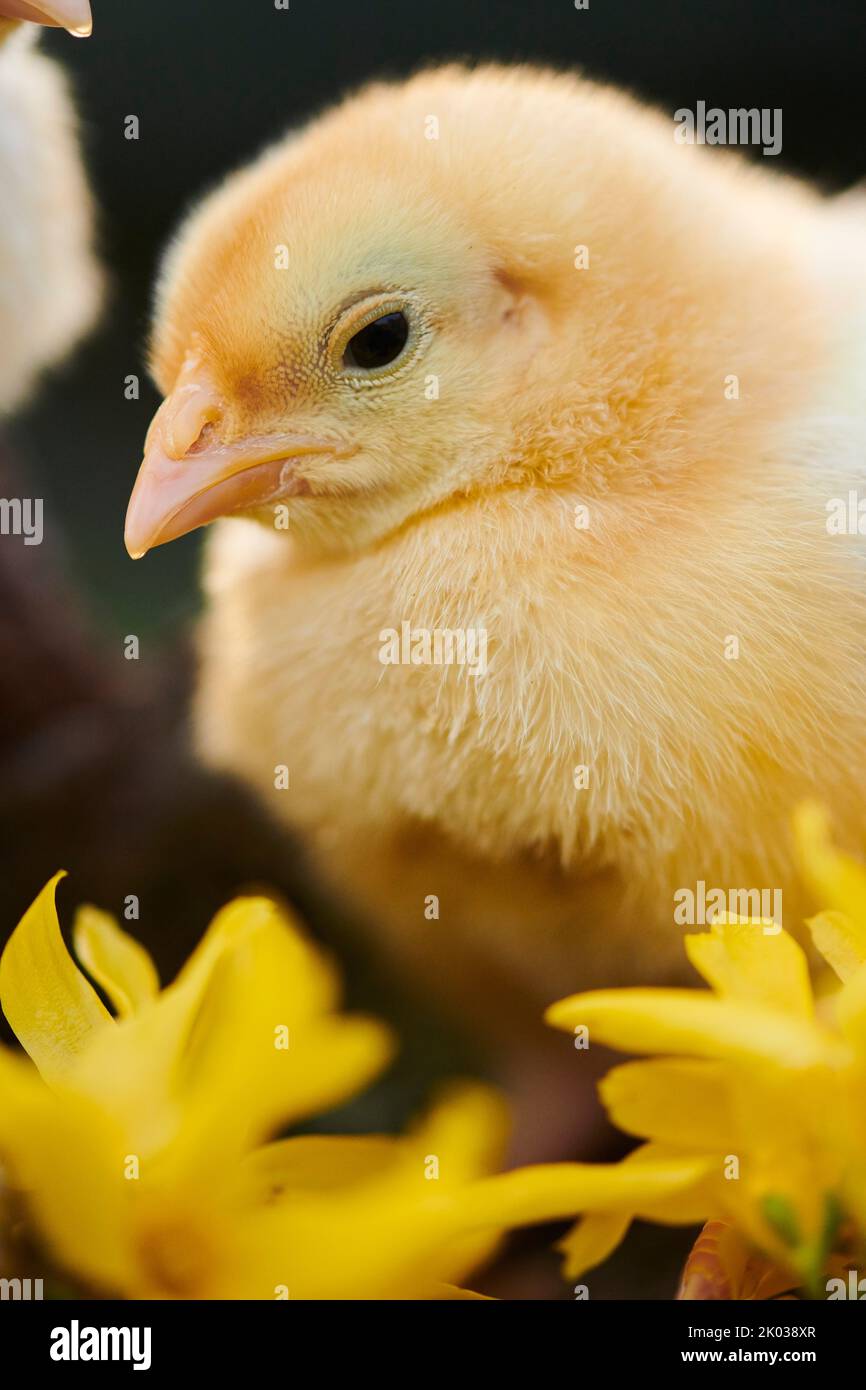 Volaille domestique (Gallus domesticus) dans un pré, poussins de poulet, Slovaquie, Europe Banque D'Images