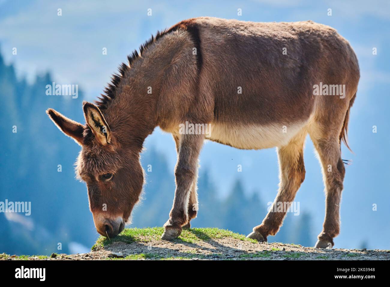 Hausel (Equus asinus asinus), montagnes, Aurach Game Park, Kitzbühl, Autriche, Europe Banque D'Images