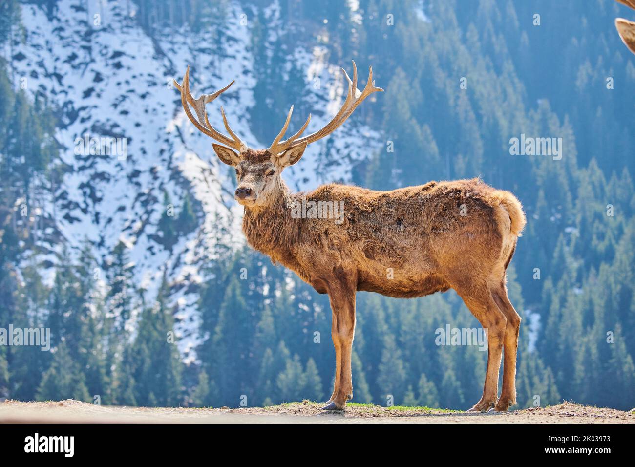 Cerf rouge (Cervus elaphus) dans les Alpes, homme, Aurach Game Park, Kitzbühel, Autriche, Europe Banque D'Images