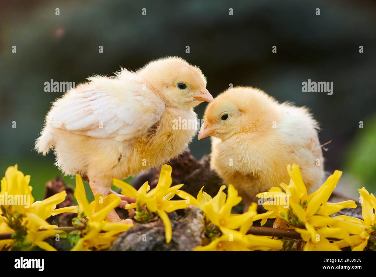 Volaille domestique (Gallus domesticus) dans un pré, poussins de poulet, Slovaquie, Europe Banque D'Images