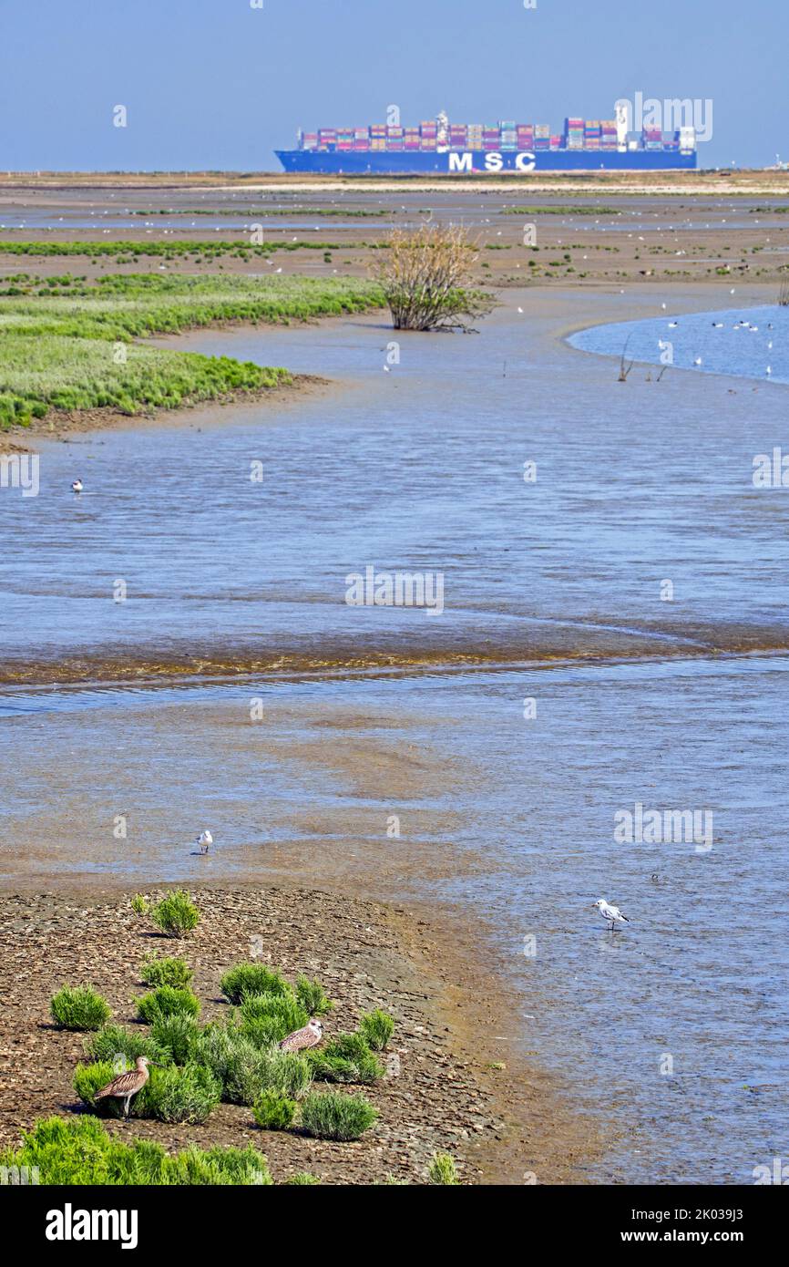Navire à conteneurs passant par et oiseaux côtiers se trouvant dans le marais salin intertidal / saltmarais de la plaine de Zwin à la fin de l'été, Knokke-Heist, Belgique Banque D'Images