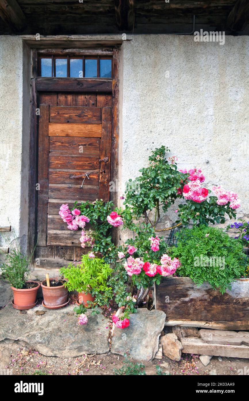 Rosier en fleurs devant la porte d'entrée de la ferme de montagne dans la vallée d'Ulten du Tyrol du Sud Banque D'Images