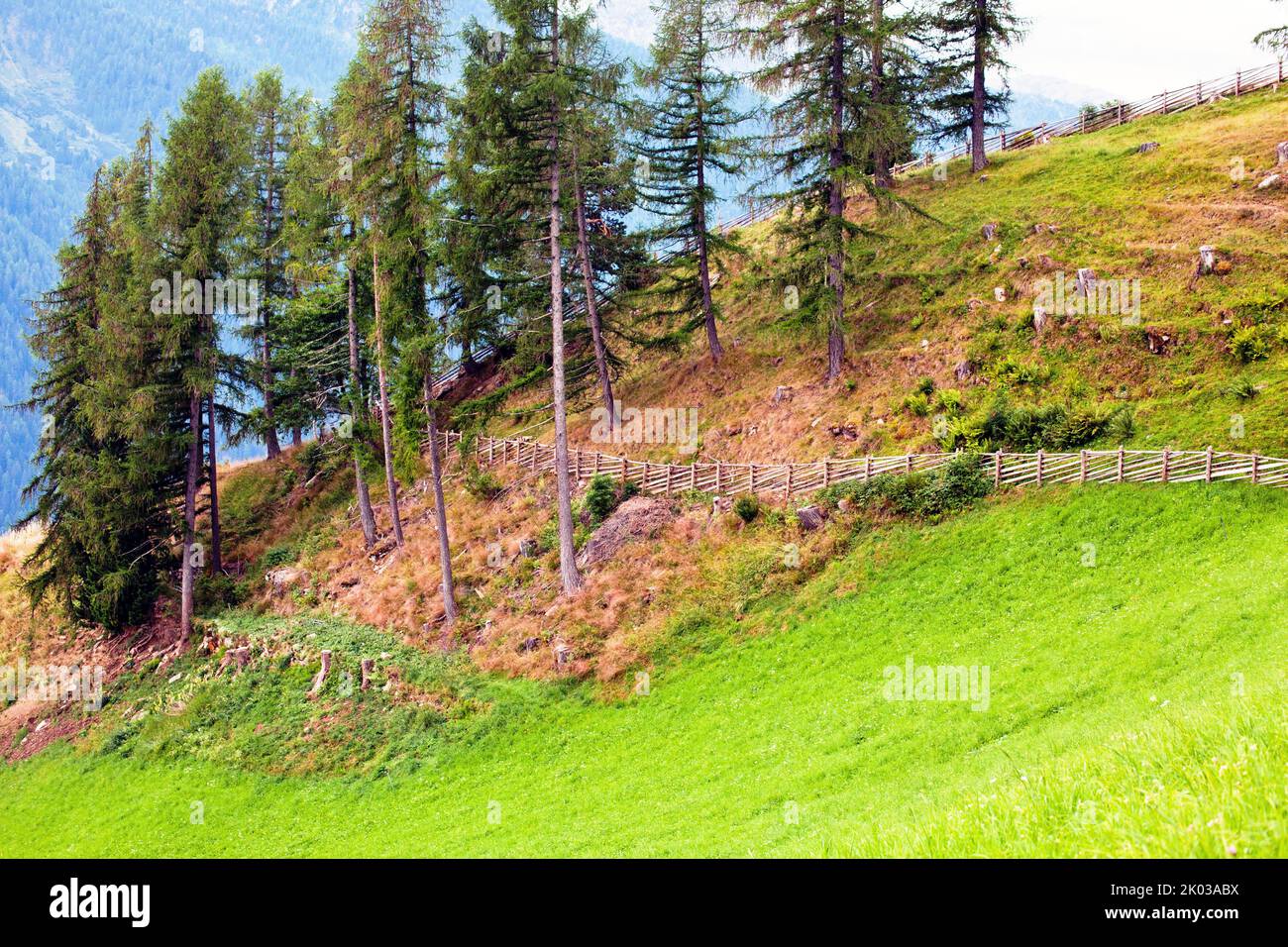 Sol de forêt séché sous un groupe d'arbres sur un pré de montagne escarpé dans la vallée d'Ulten du Tyrol du Sud Banque D'Images