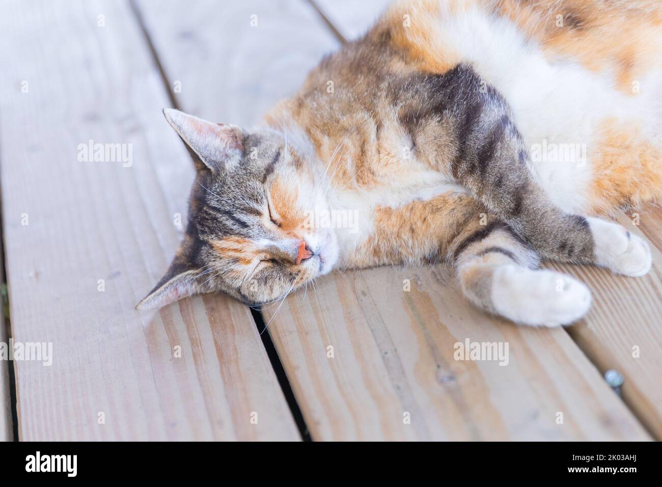 Joli chat dormant sur un plancher en bois - image Banque D'Images