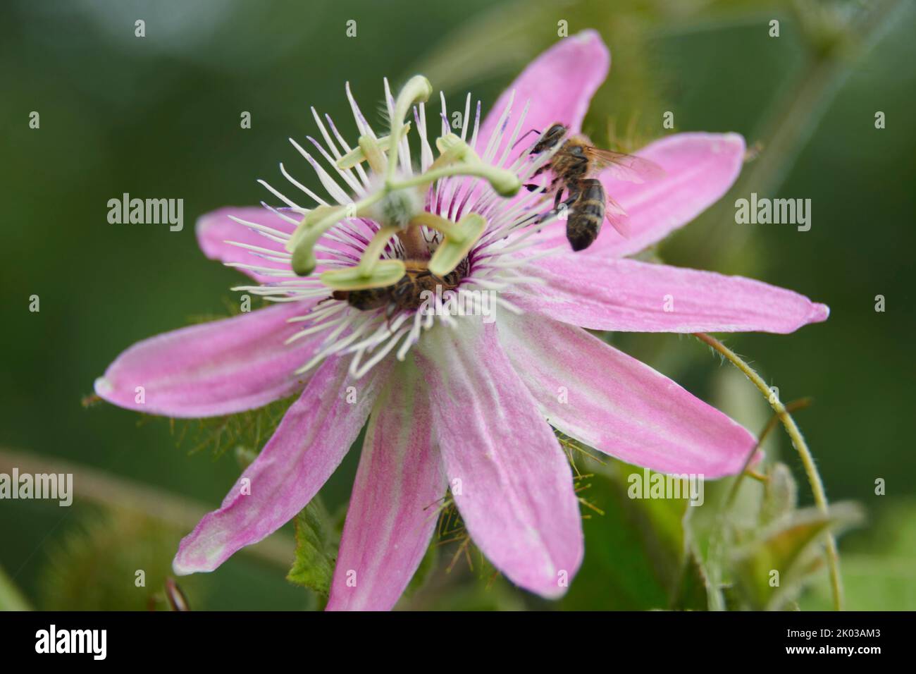 Insecte sur une fleur de passion Banque D'Images
