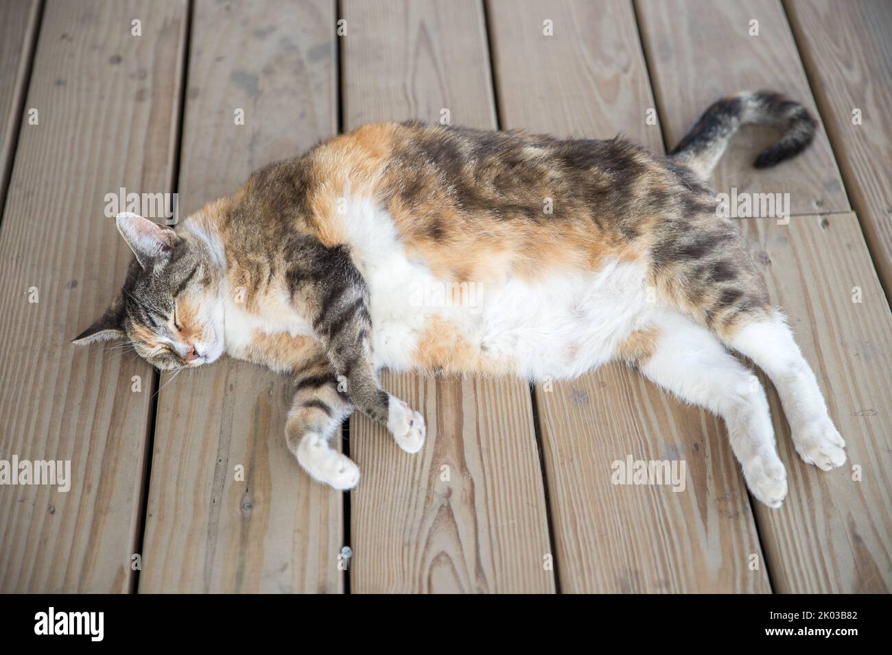 Joli chat dormant sur un plancher en bois - image Banque D'Images