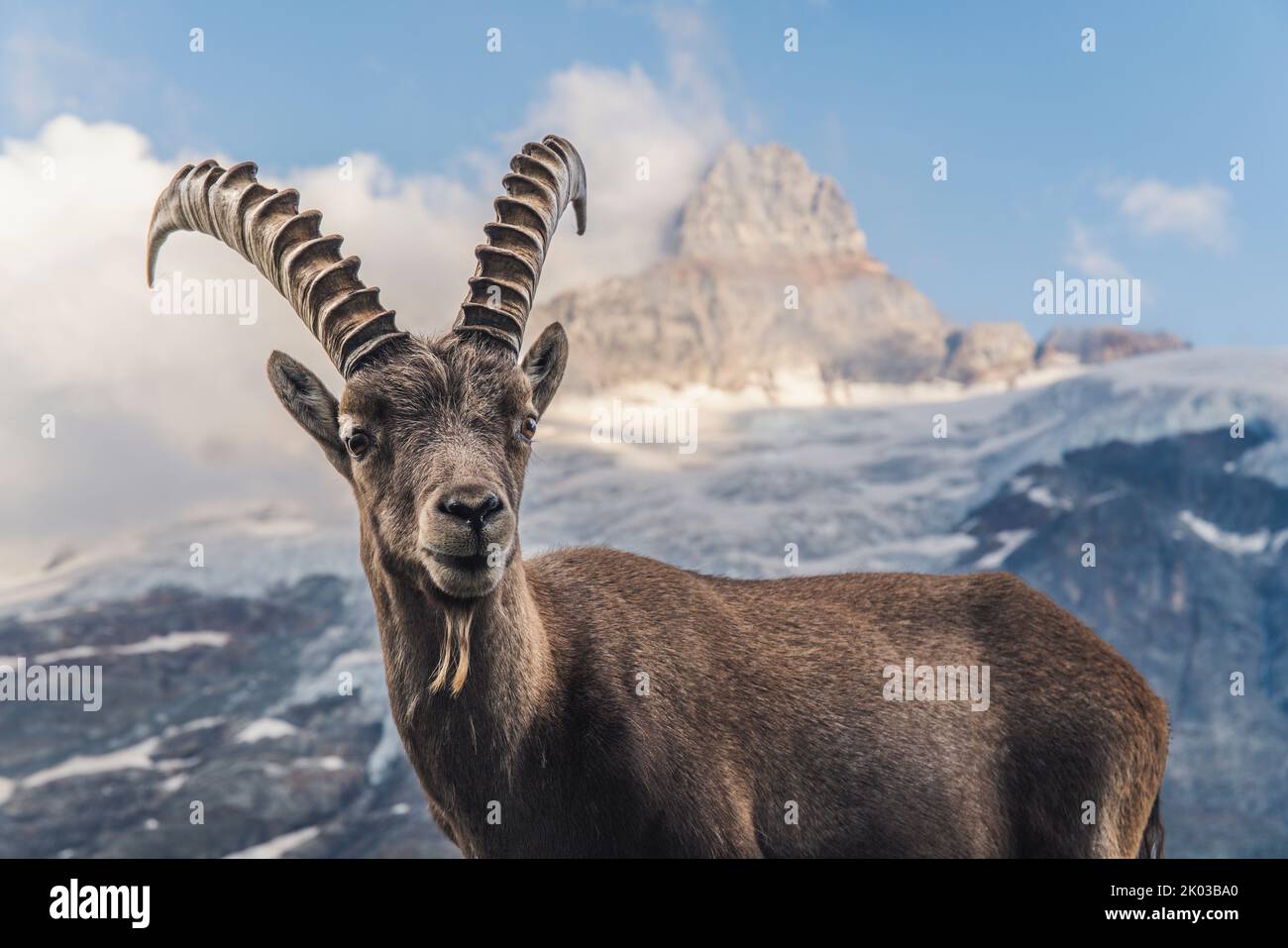 Suisse, Grindelwald, ibex dans les Alpes Banque D'Images