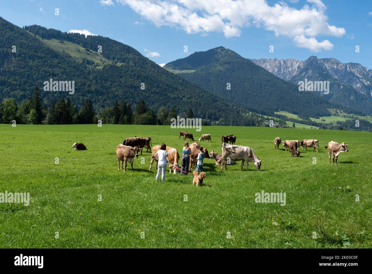 Touristes avec des vaches de chien, vaches alpines, Walchsee, Tyrol, Autriche Banque D'Images