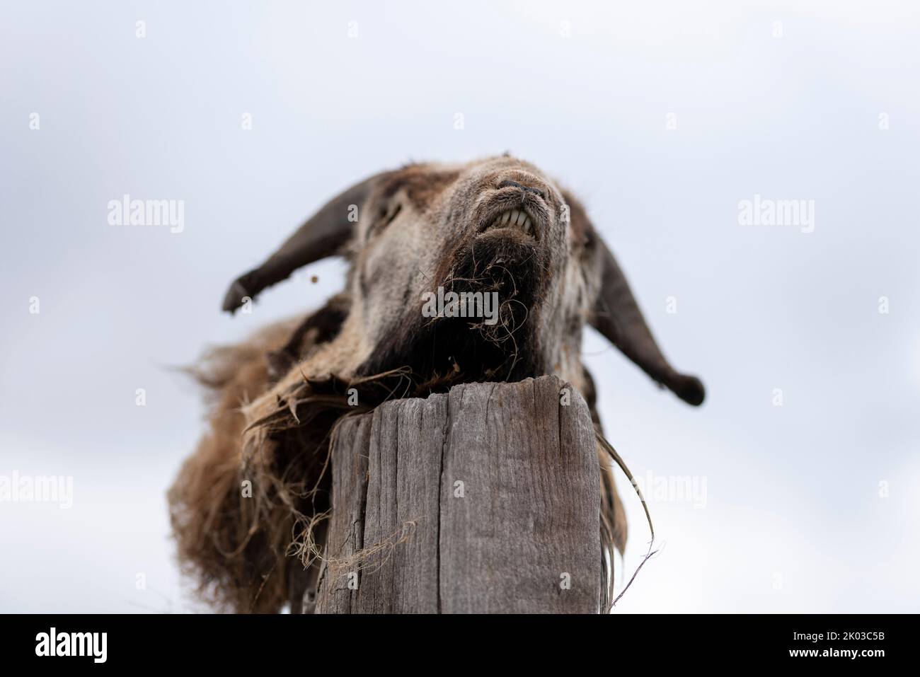 Tête de chèvre, carcasse, piquet en bois, Allemagne Banque D'Images