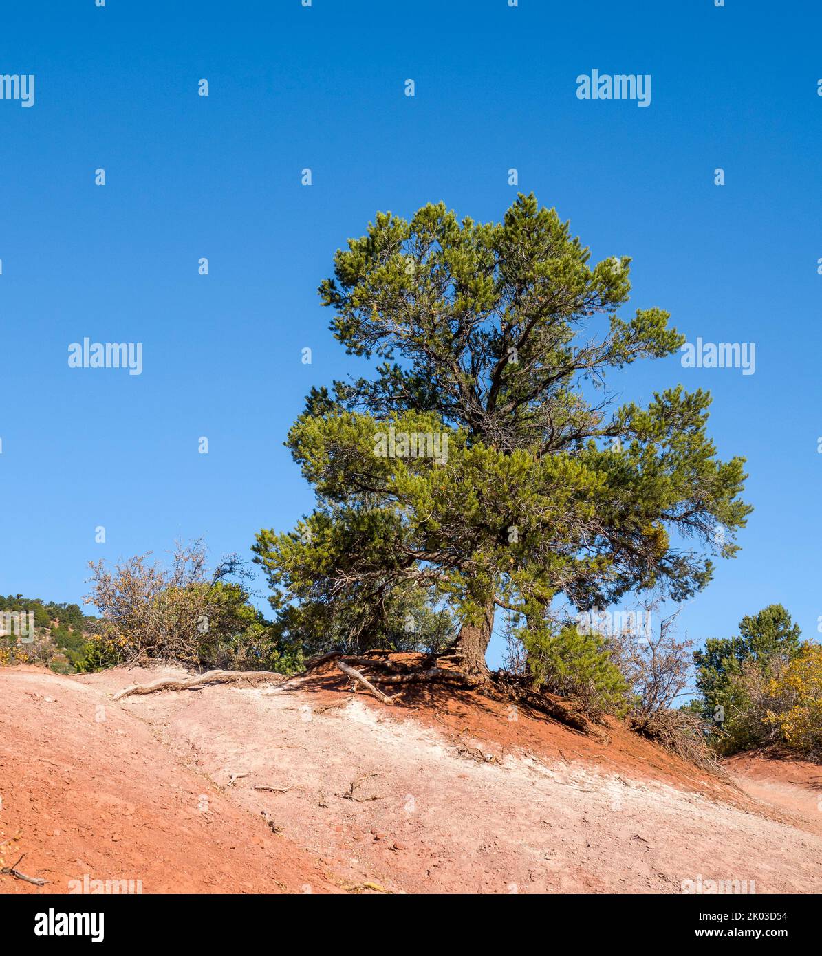 Le parc national de Zion est situé dans le sud-ouest de l'Utah, à la frontière avec l'Arizona. Il a une superficie de 579 kö² et se situe entre 1128 m et 2660 m d'altitude. Pins à la Verkin Creek Trail. Banque D'Images