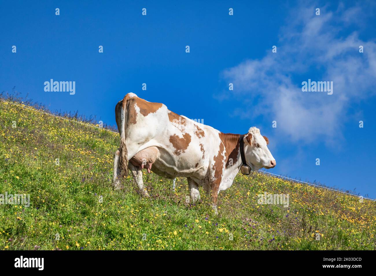 Autriche, Tyrol, Alpes de Tux. Vaches en pâturage dans le pâturage alpestre près de Tuxerjoch, Hintertux Banque D'Images