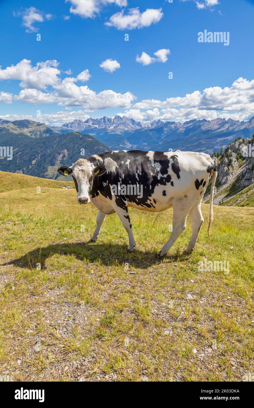Italie, Trentin, province de trente, Predazzo, dos Capel. Une vache paître sur un pâturage de montagne avec des montagnes en arrière-plan Banque D'Images